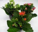 :  > Kolopejka (Kalanchoe)