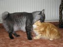 Koky: Dlouhosrst > Kurilsk bobtail dlouhosrst (Kurilean Bobtail Longhair)