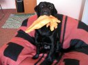Fotky: Labradorsk� retr�vr (foto, obrazky)