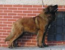 Leonberger