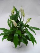 :  > Lopatkovec (Spathiphyllum)