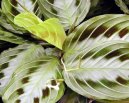 Maranta