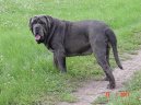 Ps plemena:  > Neapolsk mastin (Mastino Napoletano)