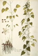 Pokojov rostliny:  > Mexick Divoce Rostouc Jam (Dioscorea villosa L.)