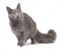 Koky: Mn drun > Nebelung (Nebelung Cat)