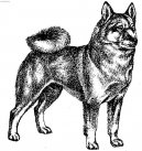 Ps plemena:  > Norsk buhund (Norwegian Buhund)