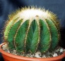 Pokojov rostliny:  > Notokaktus (Notocactus)