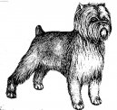 Ps plemena:  > Opi pin (Affenpinscher)