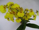 :  > Orchideje (Orchidaceae)