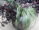Pokojov rostliny:  > Ostice (Carex morrowii Variegata)