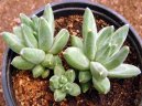 Pokojov rostliny:  > Pachyphytum