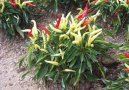 Pokojov rostliny:  > Paprika ron (Capsicum annuum)