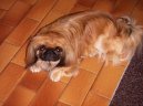 Pekingsk palcov psk, pekinz