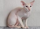 Koky: Polo-dlouhosrst > Peterbald (Peterbald (Petersburg Sphynx) Cat)