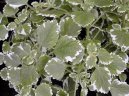 Pokojov rostliny:  > Plektrantus (Plectranthus)