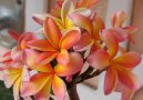 :  > Plumrie (Plumeria alba)