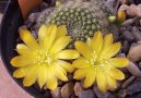 Rebutia miniscula