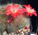 Rebutia miniscula