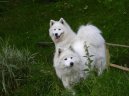 Samojed