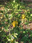 Pokojov rostliny: Jedl > Satsuma, mandarinka uniu (Citrus unshiu)