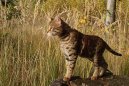 :  > Savanov koka (Savannah Cat)