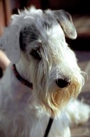 Ps plemena:  > Sealyham terir (Sealyham Terrier)