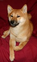 :  > Shiba (Shiba Inu)