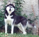 Fotky: Sibisk husky (foto, obrazky)