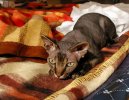 Fotky: Sphynx (foto, obrazky)