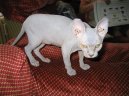Koky: Bezsrst > Sphynx (Sfynx Cat)