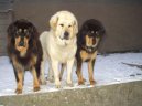 Ps plemena:  > Tibetsk doga (Tibetan Mastiff)