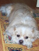 :  > Tibetsk panl (Tibetan Spaniel)