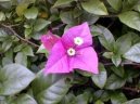 :  > Trojatov kvt, bugnvilea (Bougainvillea glabra)