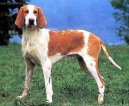 :  > Velk francouzsko-anglick blo-oranov honi (Great Anglo-French White and Orange Hound)