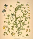 Pokojov rostliny:  > Violka Trojbarevn (Viola tricolor)