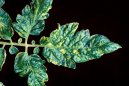 Pokojov rostliny:  > Virov onemocnn (Virus diseases of plants)
