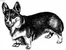 Welsh Corgi Pembroke