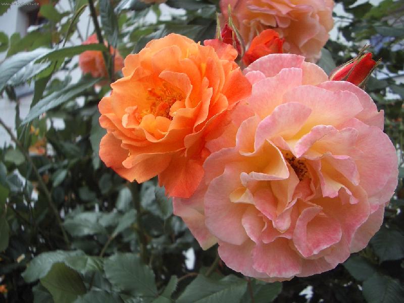 Foto: ruze-krasne voni