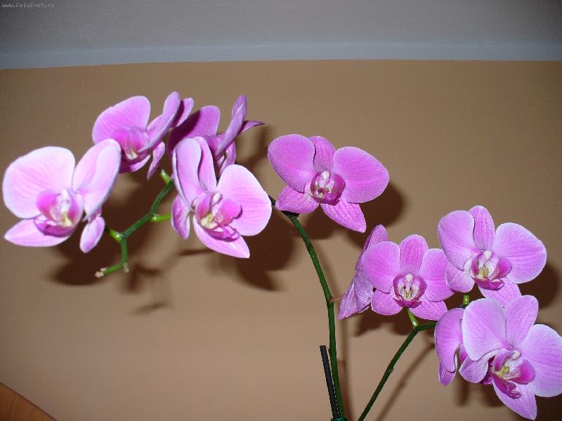 Foto: phalaenopsis