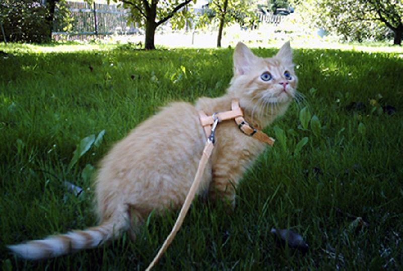 Foto: Na�e mal� Keysie