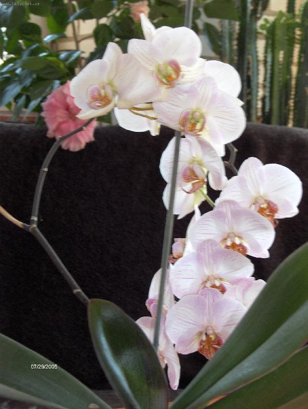 Foto: Phalaenopsis