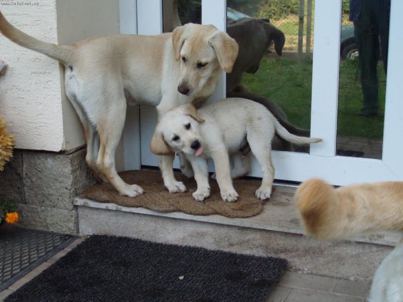 Foto: labrou�ek Charl� vyplazuje jazyk-Charl�k je na n�v�t�v� u holek S�ry a Ag�ty(Ag�tka se div�, pro� Charl� vyplazuje jaz��ek)