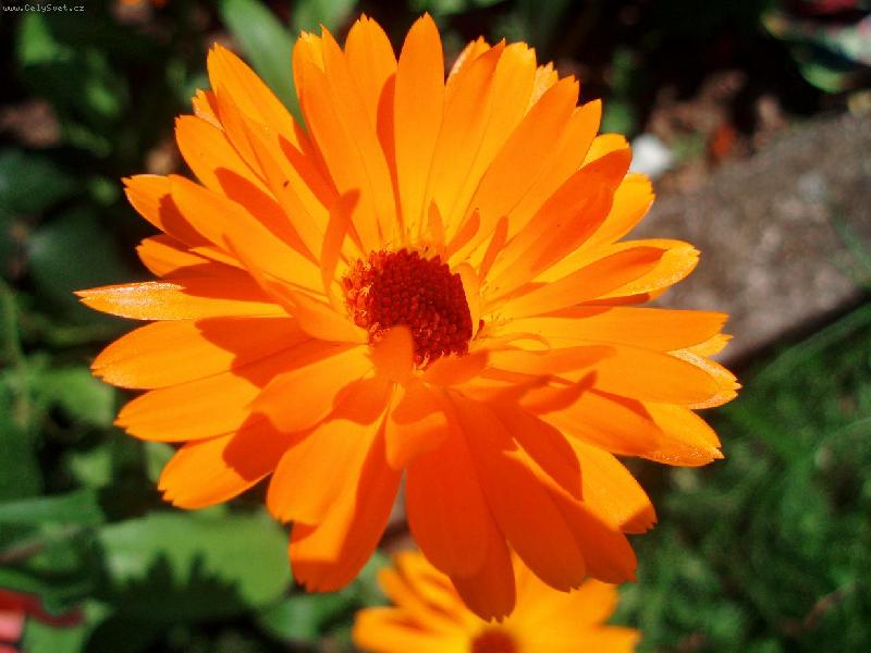 Foto: m�s��ek l�ka�sk�