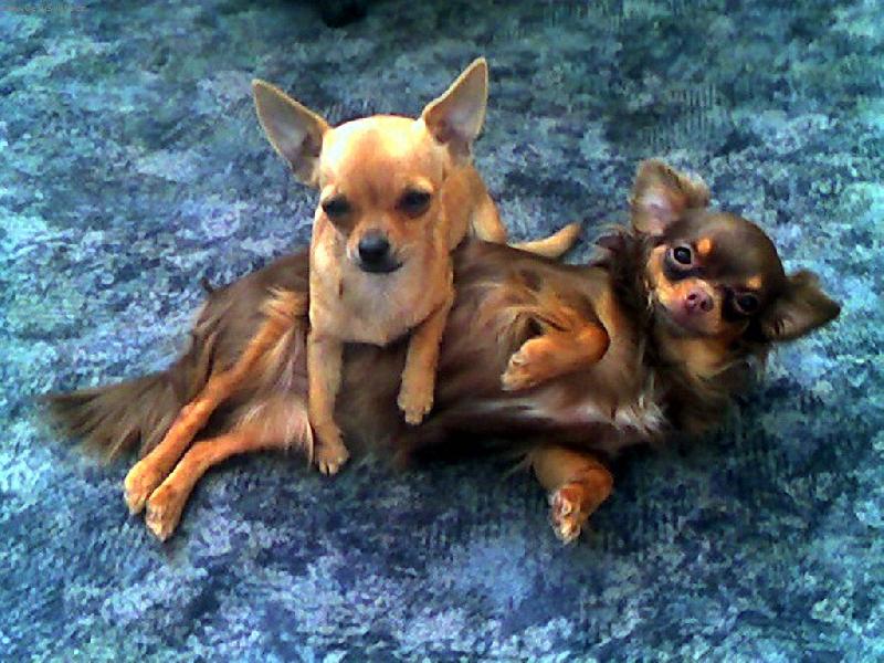 Foto: �k�dlen� 1