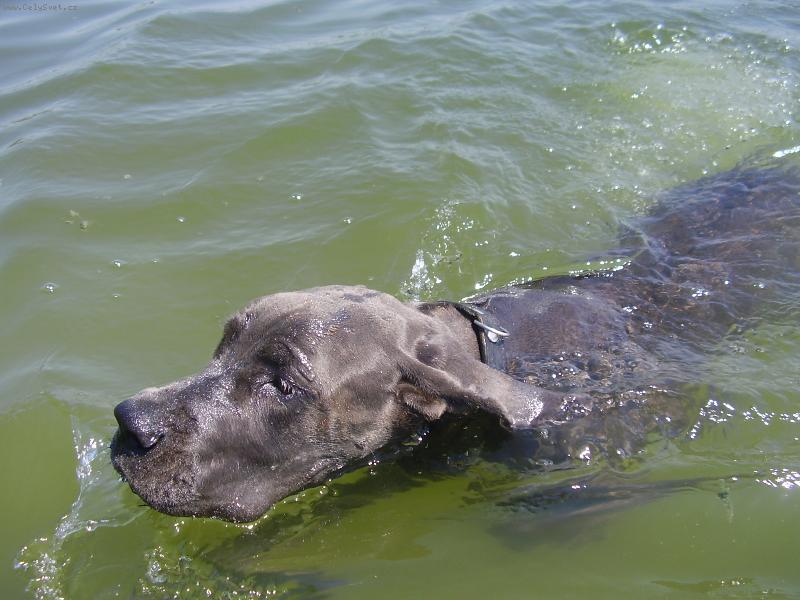 Foto: Angela-Megie-plavec