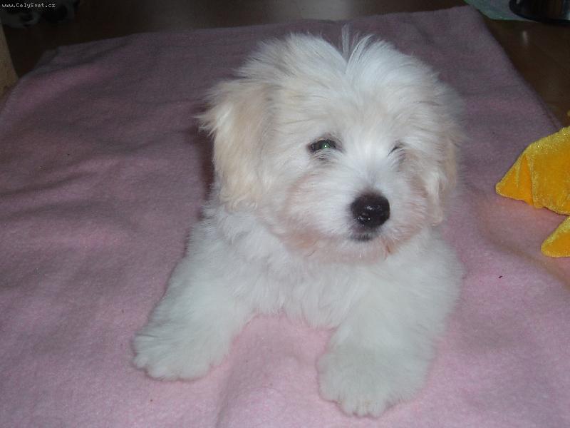 Foto: Blueberry from Cotton Home