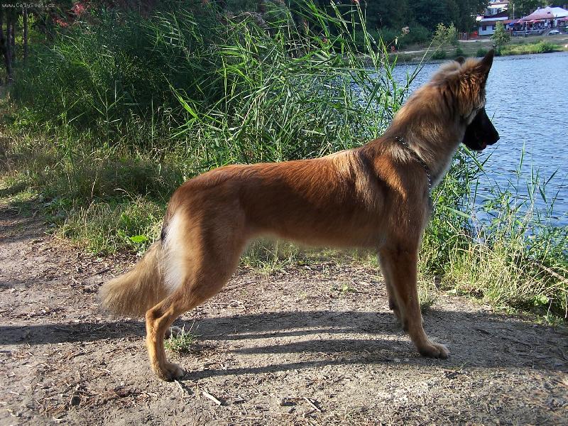 Foto: El� 9 m�s�c�-El� 9 m�s�c� malinois