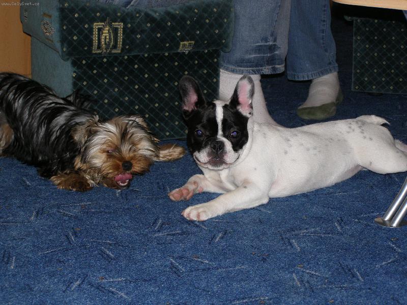 Foto: Nov� kamar�dky