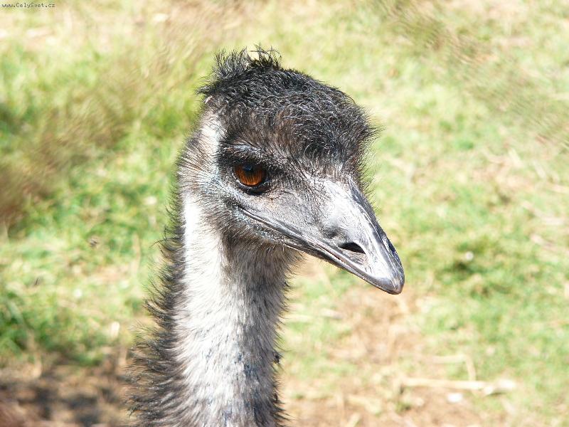 Foto: Jak se Ti libim?-Emu