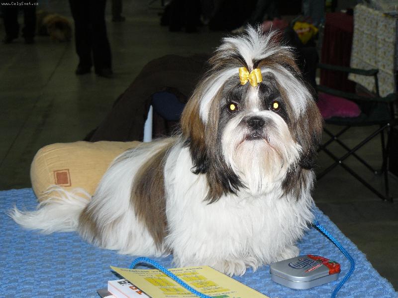 Foto: Beltine od �umavsk� br�ny